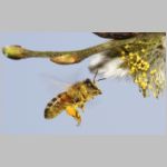 Apis mellifera - Honigbiene 08.jpg